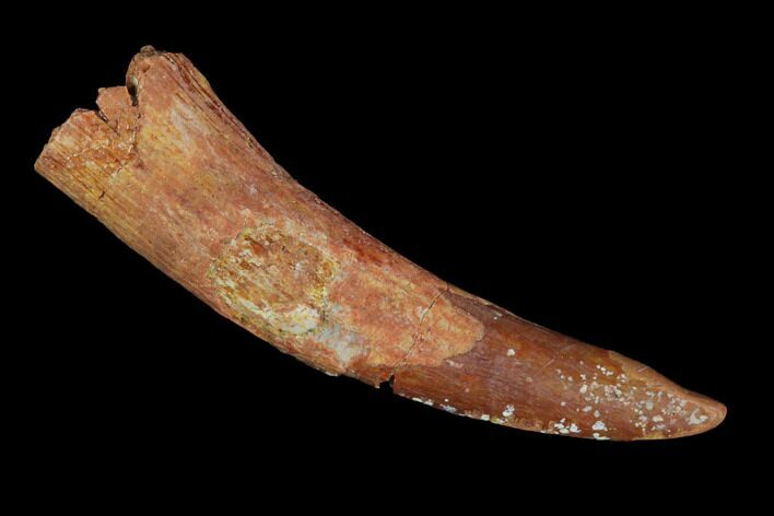 Pterosaur (Siroccopteryx) Tooth - Morocco #98658